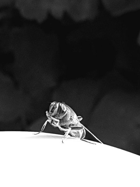 Vlieg in black and white von Joelle van Buren