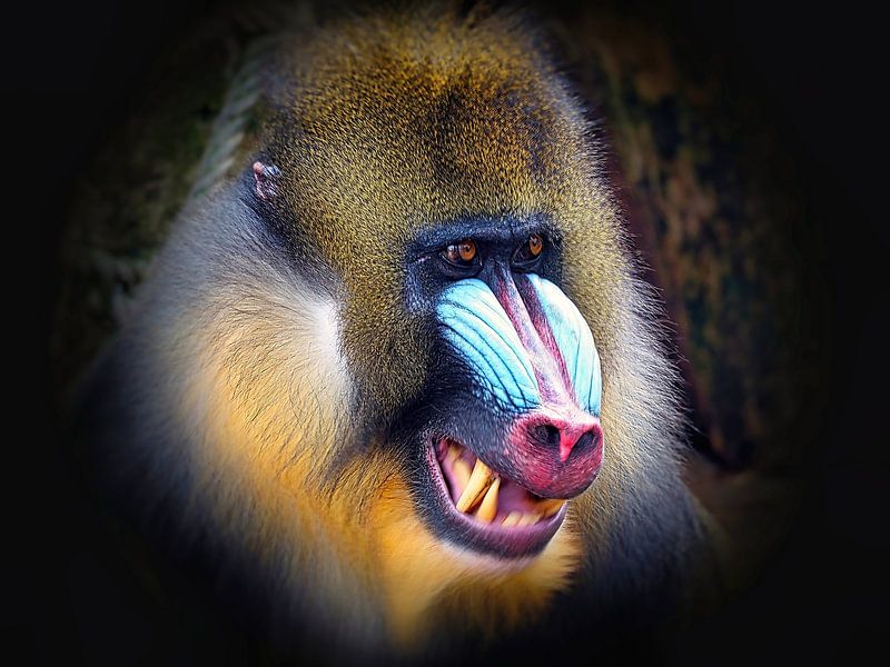 Portrait with long teeth by Eduard Lamping