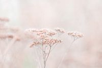 Wildflowers Soft Beige