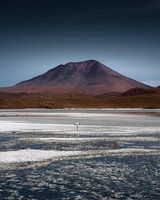 Flamingo on the Bolivian plateau | Bolivia
