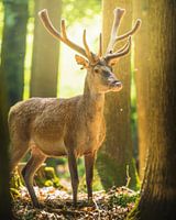 Cerf élaphe debout parmi les arbres