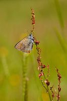 een rode vuurvlinder op zuring