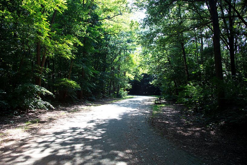 Die Natur entdecken in einem Waldgebiet im Emsland, Niedersachsen, Deutschland von Bianca Meyering Fotos - BMF
