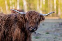 Rot-Schottischer Hochlander