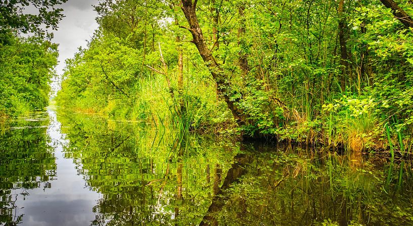 Sumpfwald Naardermeer, Niederlande von Rietje Bulthuis