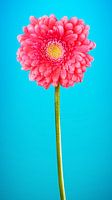 Gerbera