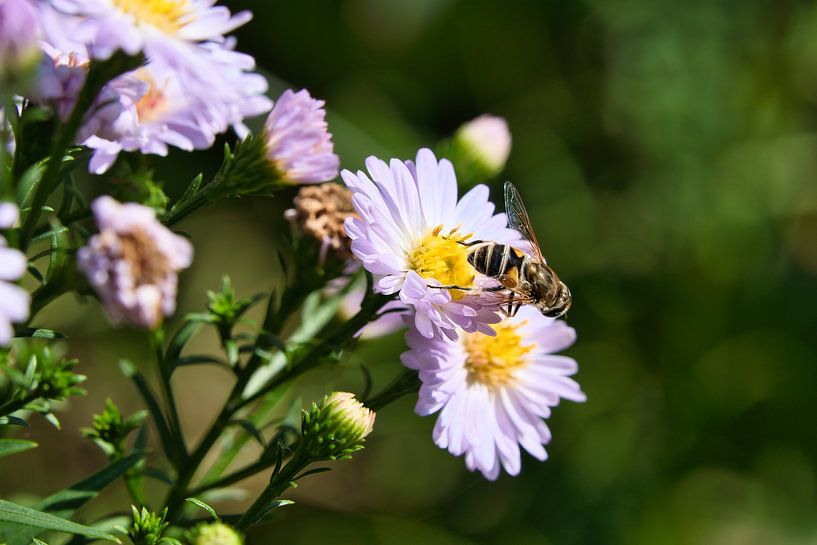 Abeille sur une fleur en train de récolter du nectar par Martin Köbsch