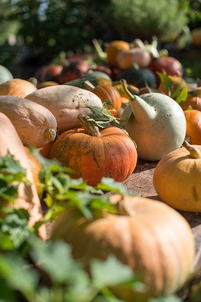 Kürbisse in der Schlange von Lisette van Gameren