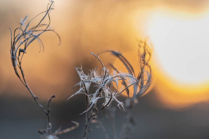 künstliche wildpflanze von Tania Perneel
