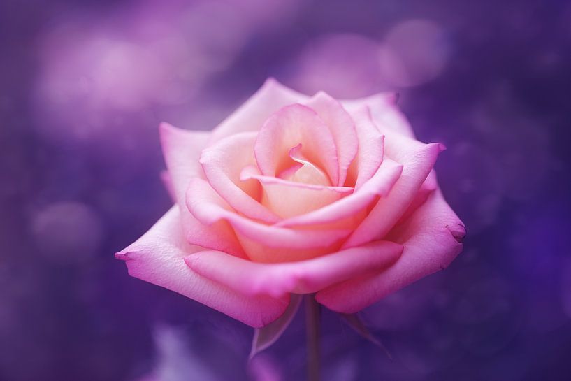 Denn sie war.... von LHJB Photography