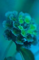 Rose de porcelaine de rêve