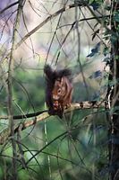 Squirrel with pine cone in the forest