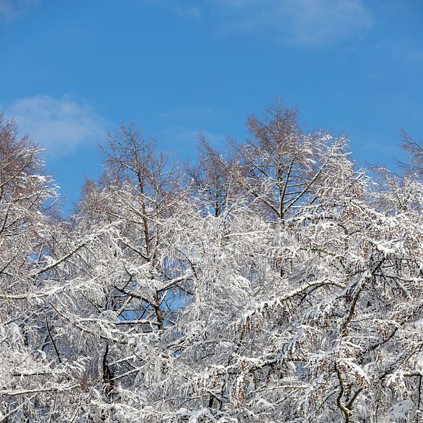 Magnifique paysage de neige avec des cimes d'arbres enneigées sous un ciel bleu vif par Kim Willems