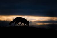 Fuchs im Abendlicht