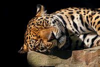 Slapende Amoerpanter