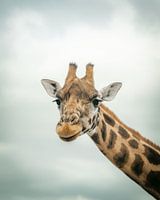 Giraffe Beekse Bergen Porträt