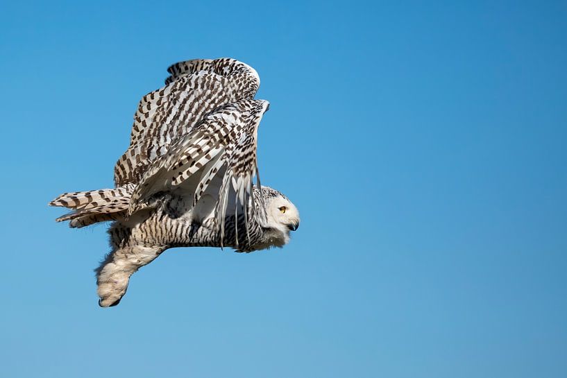 Eine Schneeeule im Flug von Chantalla Photography