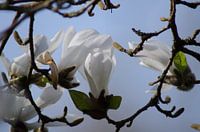 Weiße Magnolie in Blüte