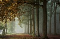 Le bonheur de l'automne.