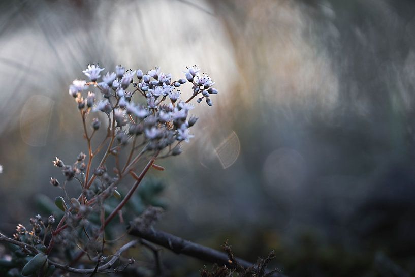Meinerswijk part 95 van Tania Perneel