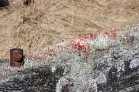 Mos op het boerenhek