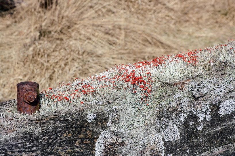 Mos op het boerenhek von 10a Boes