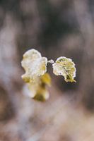 Gefrorene Herbstblätter