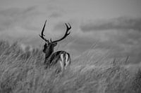 Soyez vous-même et soyez forts