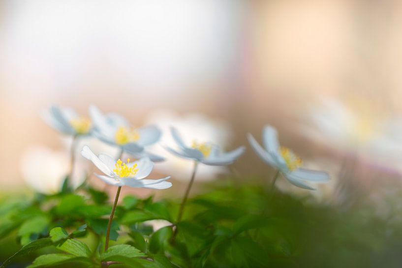 Wood anemone by Carola Schellekens