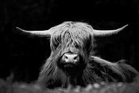 Highlander en noir et blanc