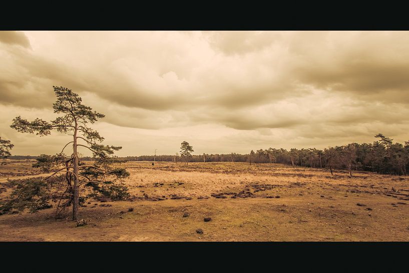 Wage and Drunken Dunes by Dirk Smit