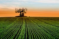 Galgenkapelle Holsbeek