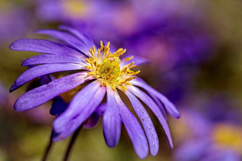 Anémone-Blanda par Rob Boon