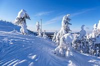 Landscape with snow in winter in Ruka, Finland