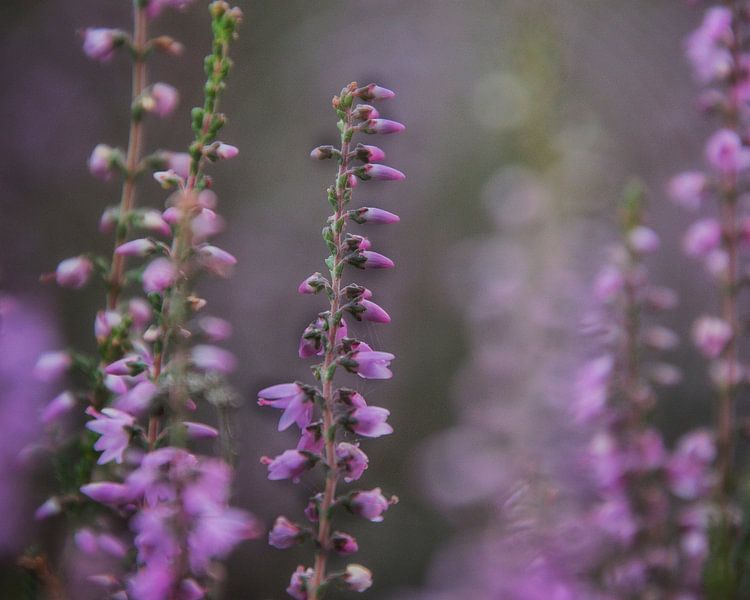 Purple heather by Monique Verlouw