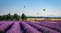 Landscape in Valensole plateau