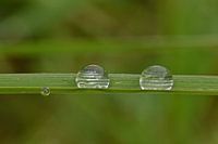 water droplets in the grass