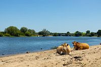 Koeien langs de Maas.