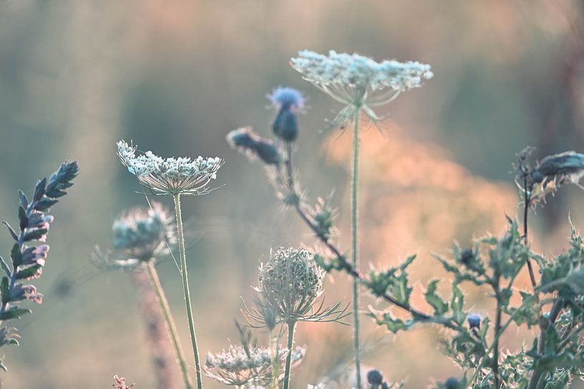 Meinerswijk part 98 van Tania Perneel