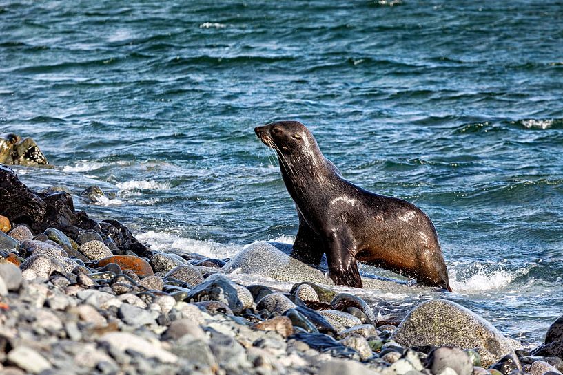 The wild seals of the Antarctic by Roland Brack