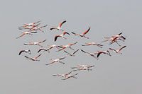 Große Flamingos im Flug