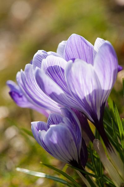 Krokusse im Licht von Pieter van Roijen