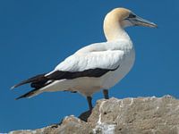 New Zealand, Jan van Gent