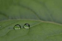 Ein Tropfen kann einen Unterschied machen, zwei weitere.