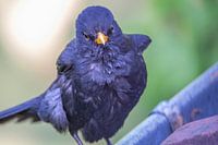 Portrait von einer Amsel auf der Dachrinne
