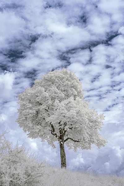 The tree in infrared by Michel Jansen