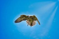 Raubvogel in der Luft