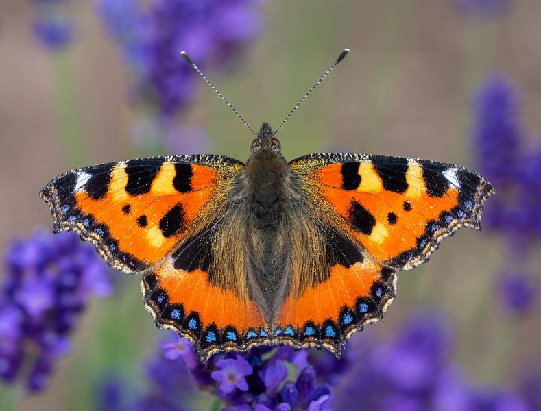 Kleine Fuchs (Aglais urticae) ,Schmetterling in einem Lavendelfeld von Animaflora PicsStock