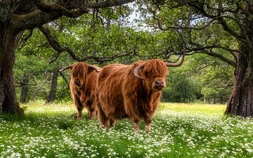 Frühling in den Cairngorms von Em We