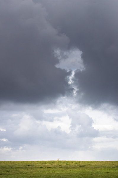 Schaf im Sturm von Nils Steiner